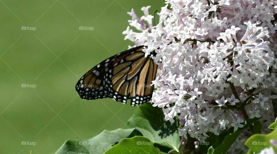 Monarch Lilacs and Spring on New York