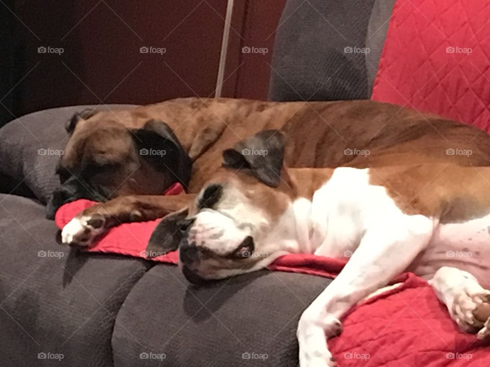 2  Boxer dogs 