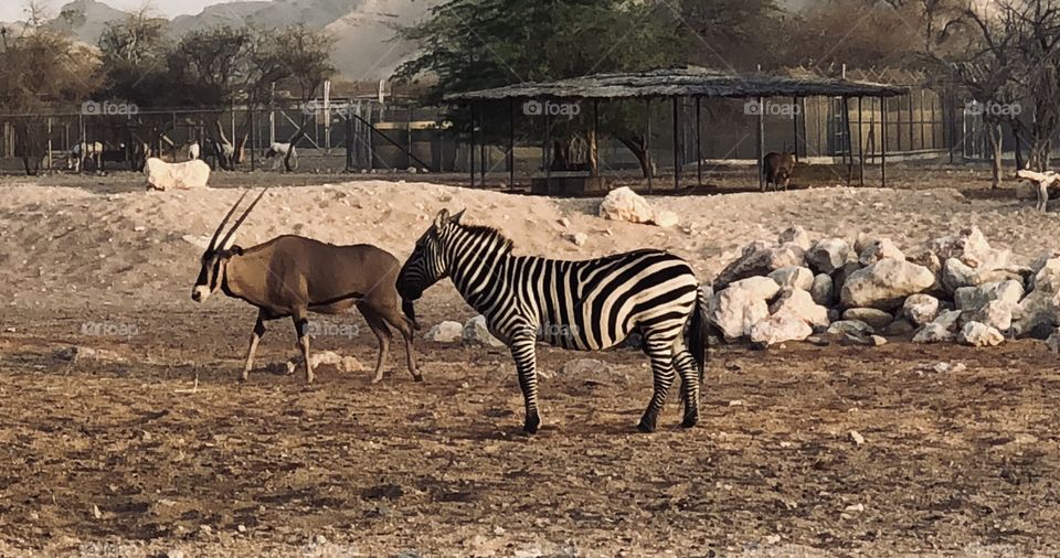 Zebra and deer