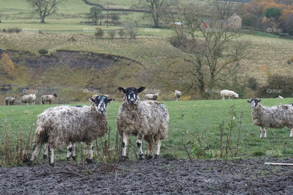 Sheep with black and white faces look at me as I trod through their field 