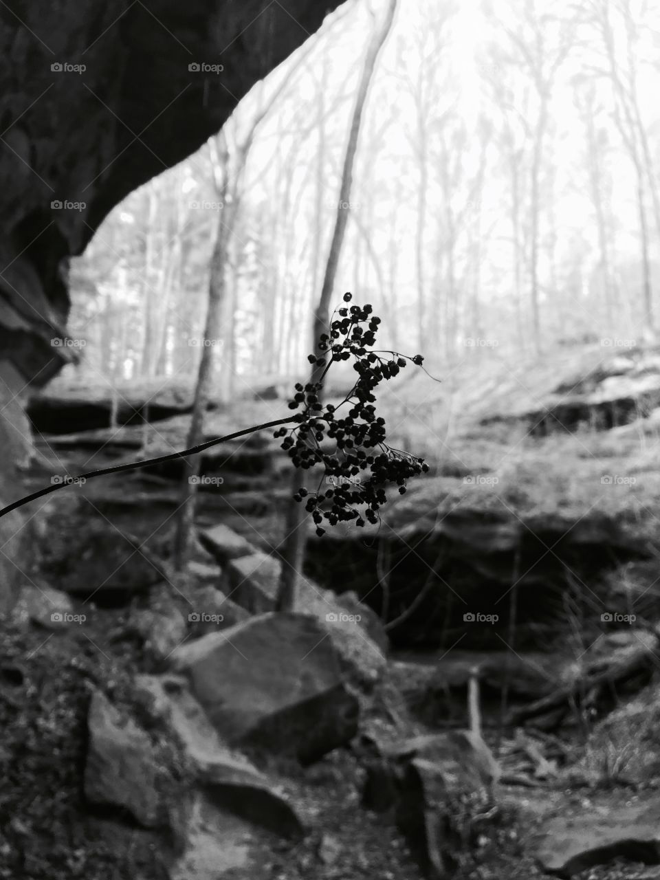 Black and white flower in the woods