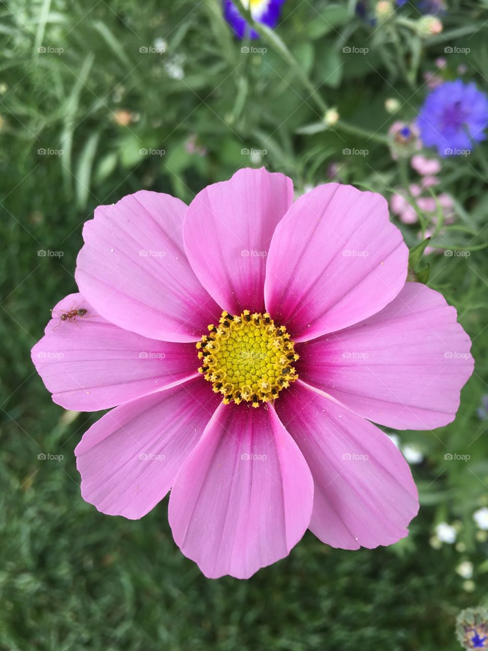 Pink flower 