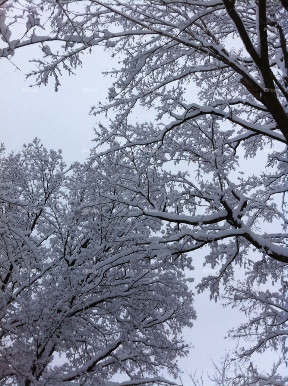 Snow covered branches join hands 