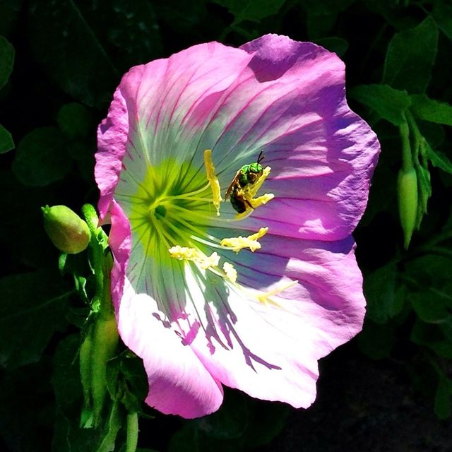 Green bee