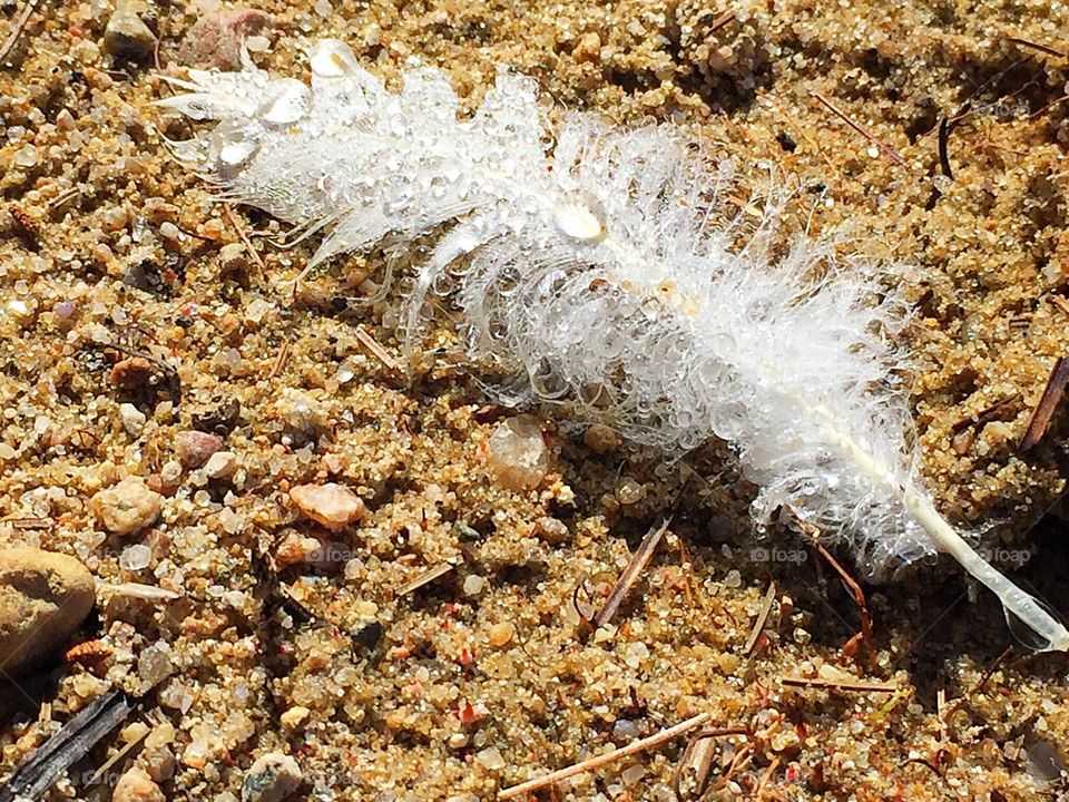White feather on the beach 