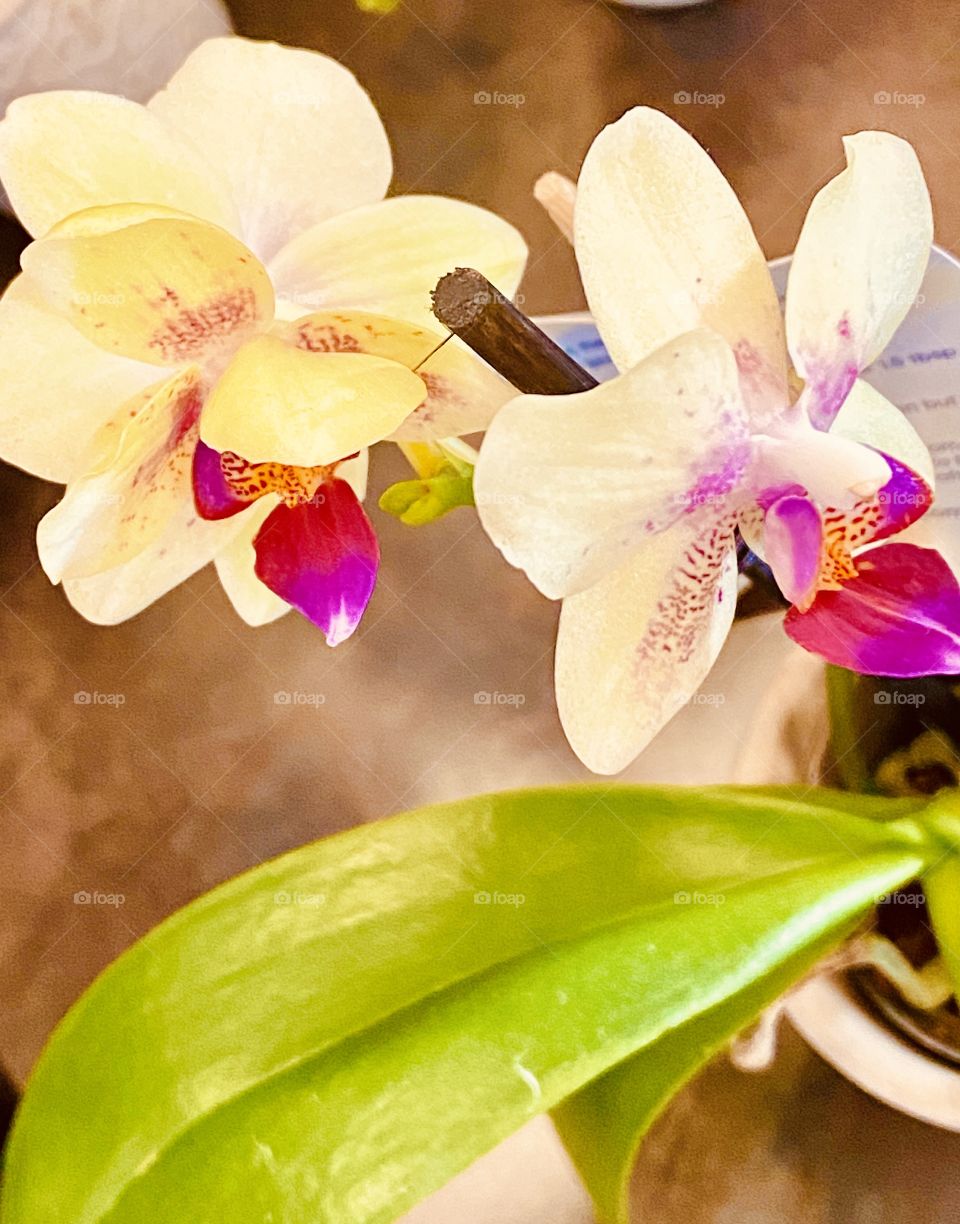 Orchids of Color and Beauty
