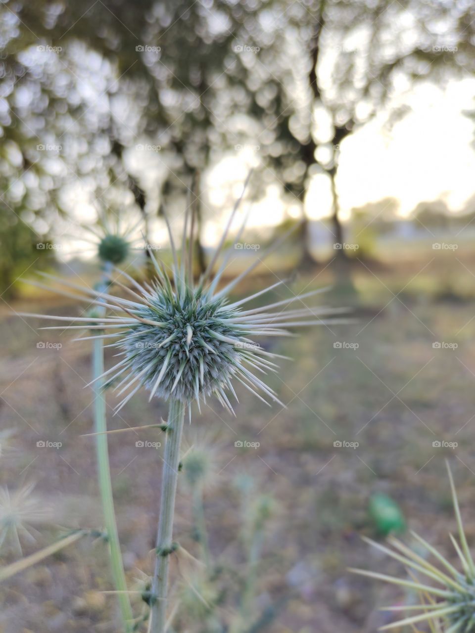 nature pictures  click by @divy.gahelot