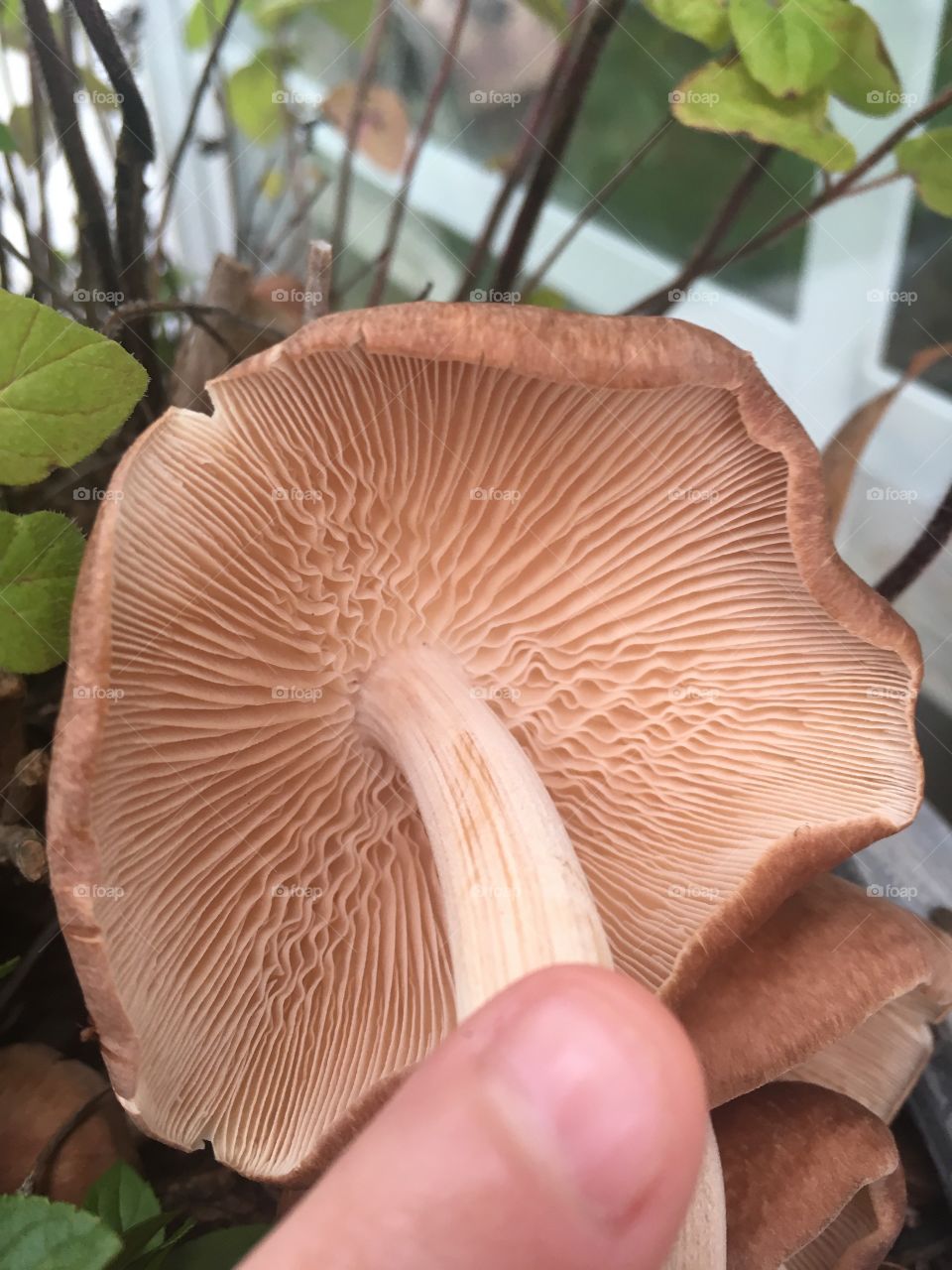 Wavy gills 