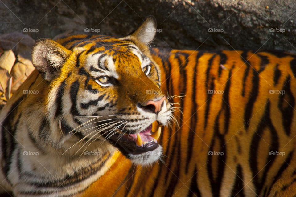 THE BENGAL TIGER IN PATTAYA THAILAND