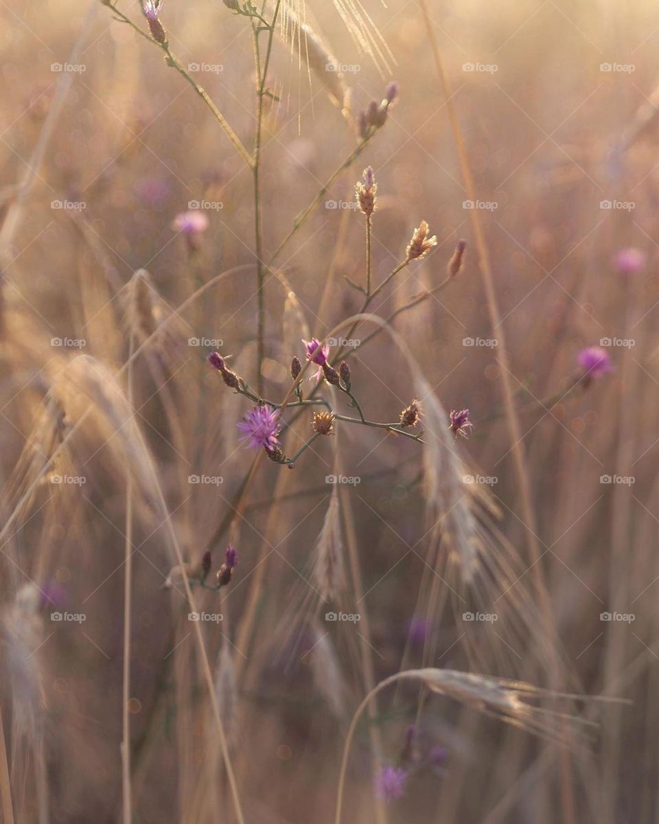 perfect color, summer season, nice golden plante