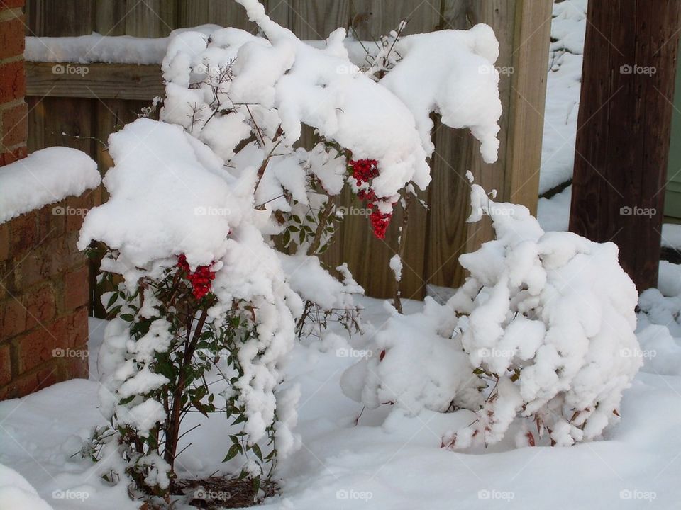 Red berry bush in snow