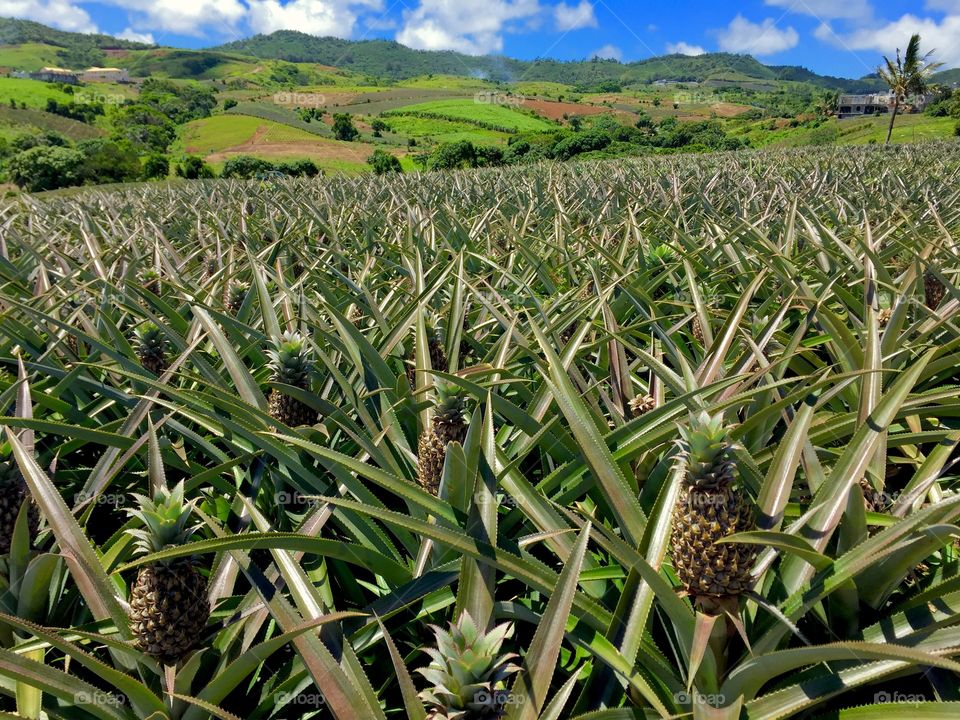 Food, Agriculture, Pineapple, Fruit, Nature