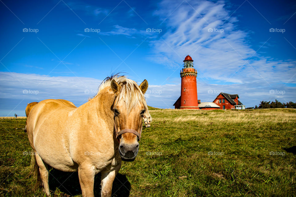 Leuchtturm in Dänemark 