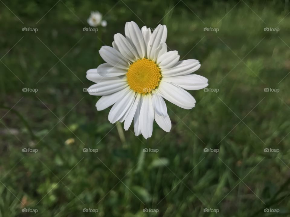 Marguerite flower