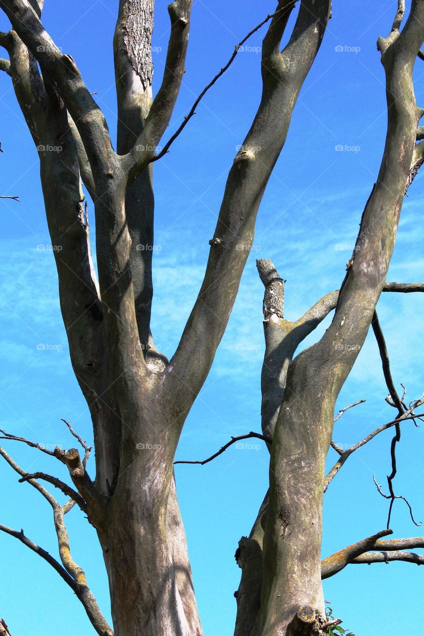 Trees in nature blue sky 