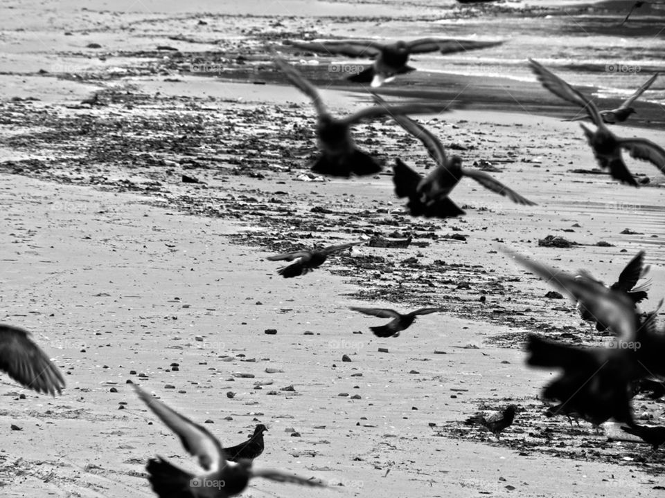 Pigeons on the beach