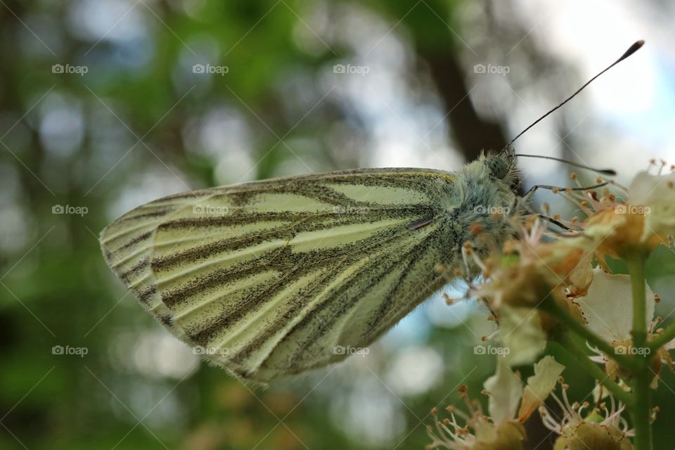 Pieris napi