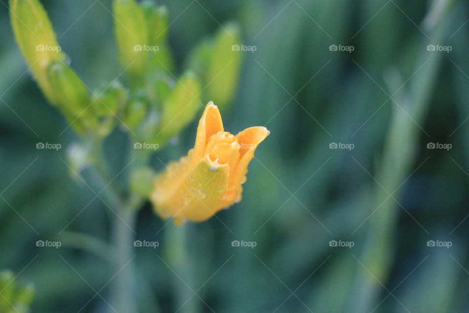 Close-up of yellow flower