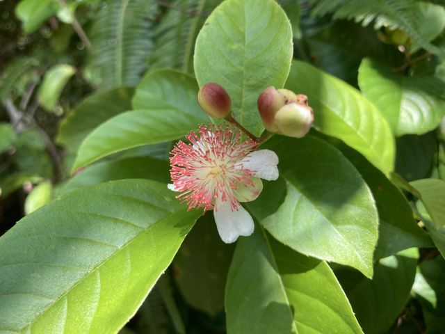 Fresh blossoms