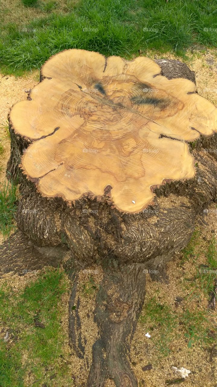 tree stump