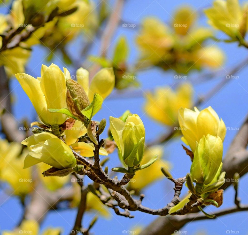 Magnolia tree blossom