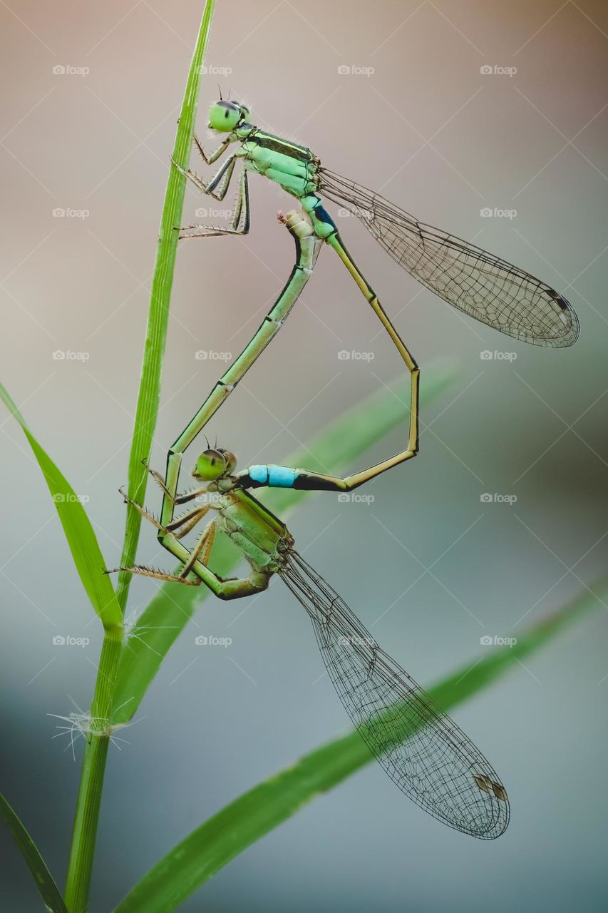 Dragonfly in the spring