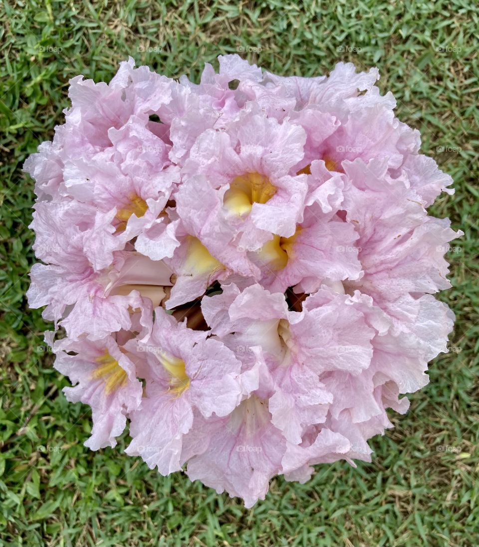 🌹 🇺🇸 Very beautiful flowers to brighten our day.  Live nature and its beauty. Did you like the delicate petals? / 🇧🇷 Flores muito bonitas para alegrar nosso dia. Viva a natureza e sua beleza. Gostaram das pétalas delicadas? 