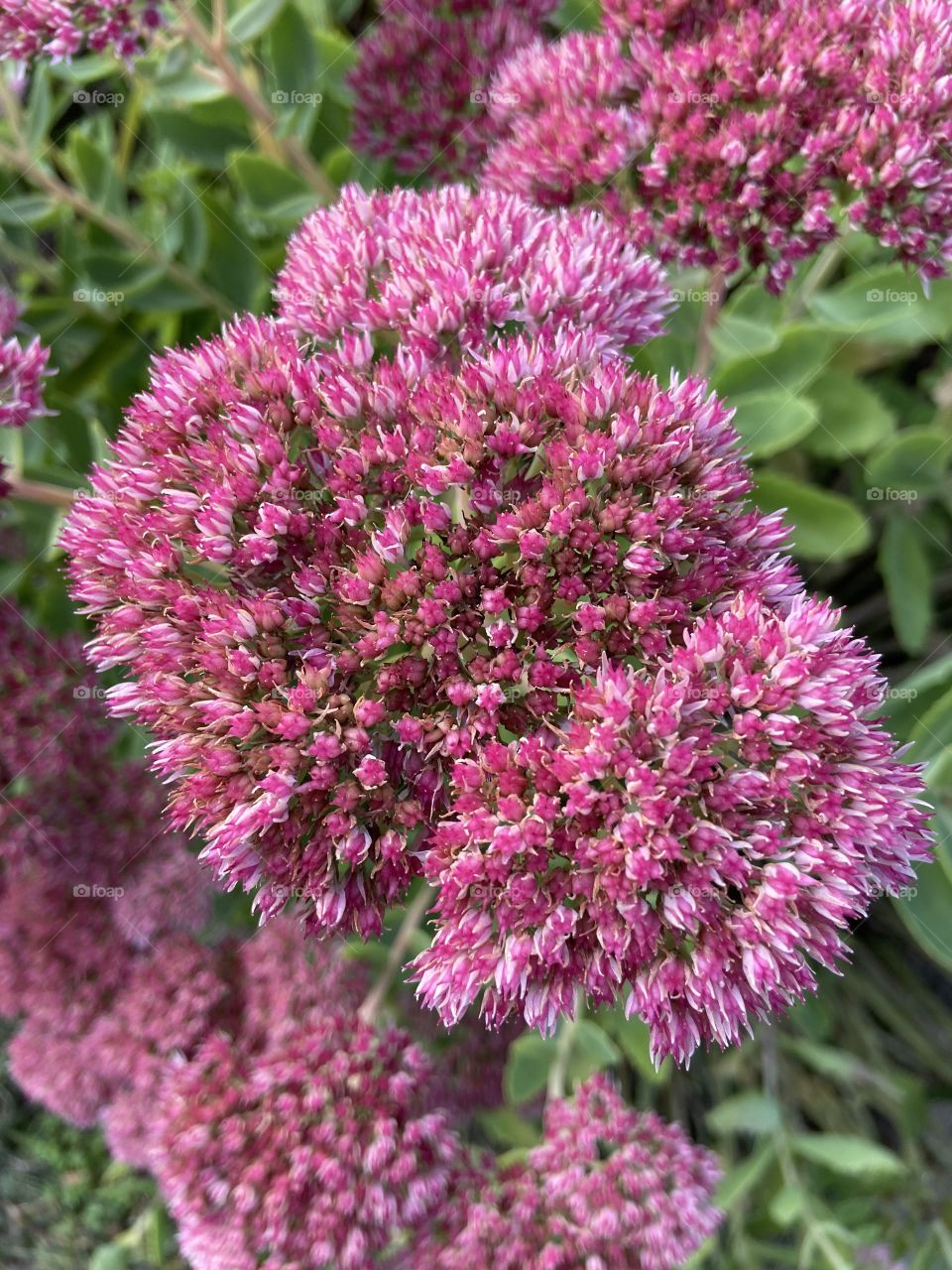 Butterfly plant