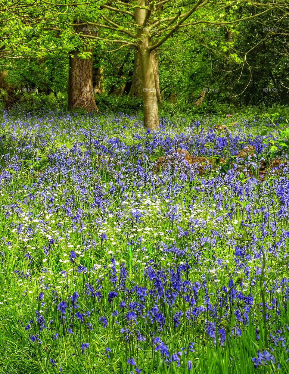 Image of a display of bluebells and white wild flowers in Hill House Woods, West Bergholt, Colchester