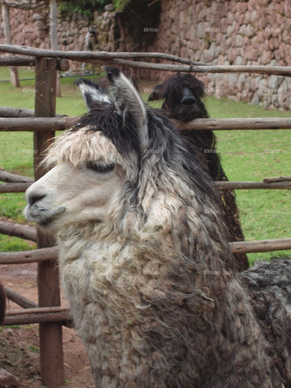 On our way to Machu Picchu we met this cute fellow