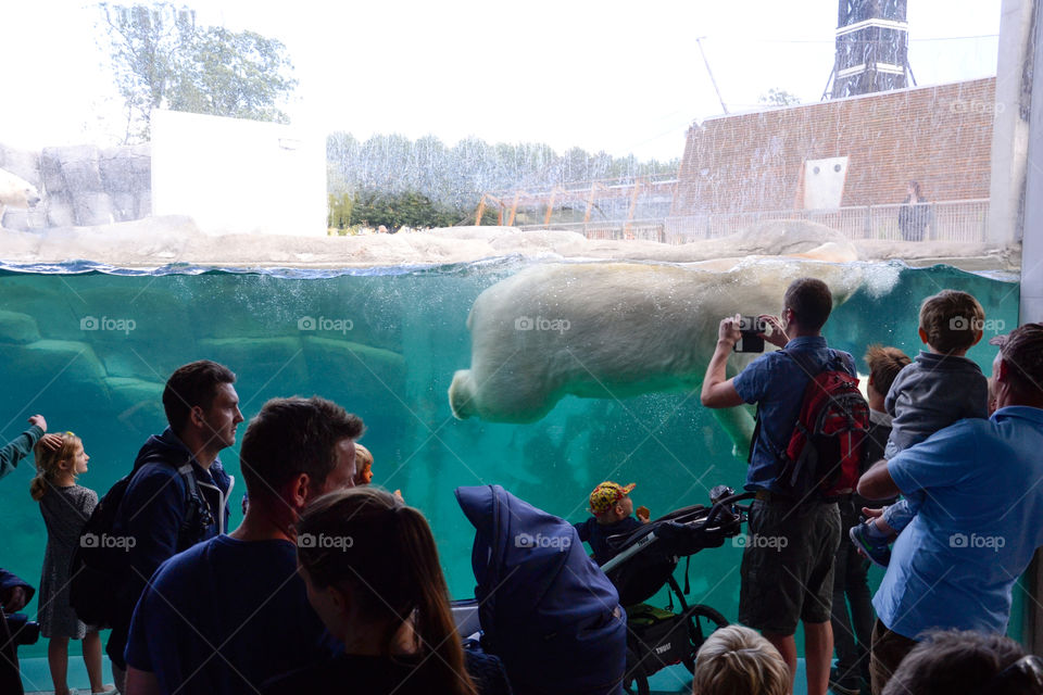 The polar bears in Copenhagen Zoo Denmark.