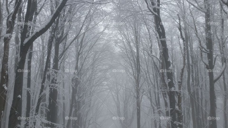 black and white . our climb was 1000 steps from the snow but it was just an uphill 