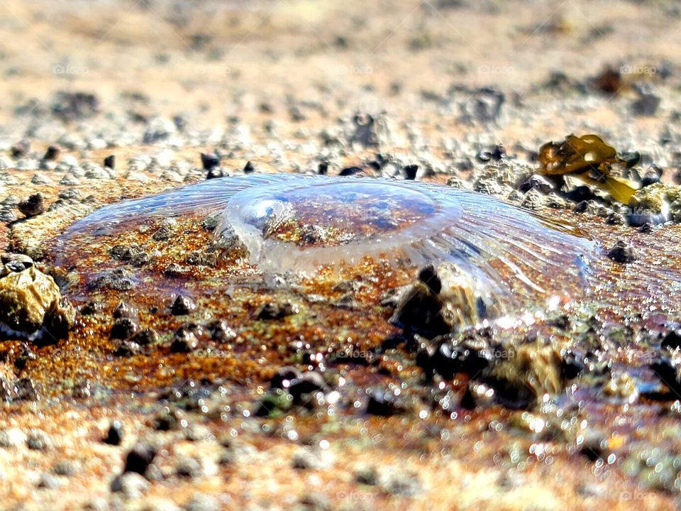 Jellyfish