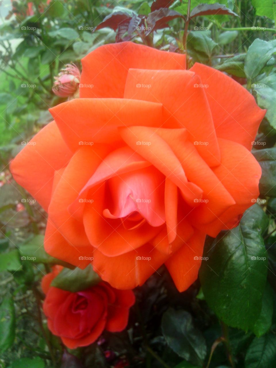 Rose