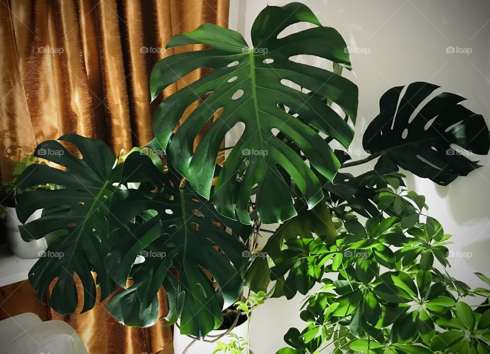 Monstera