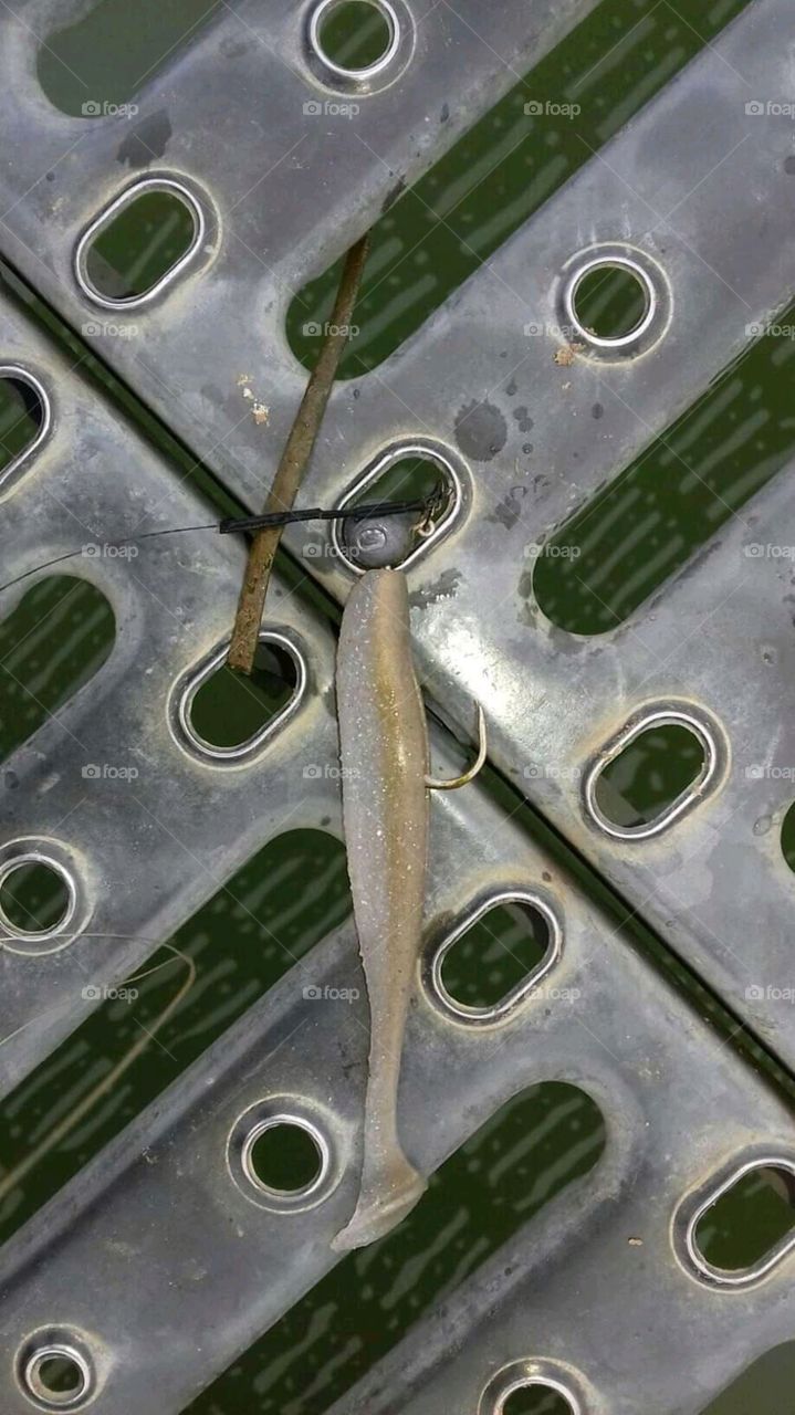 A magic plate for fish