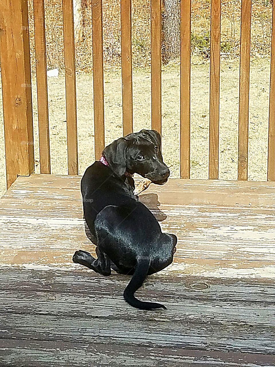 Puppy On A Deck