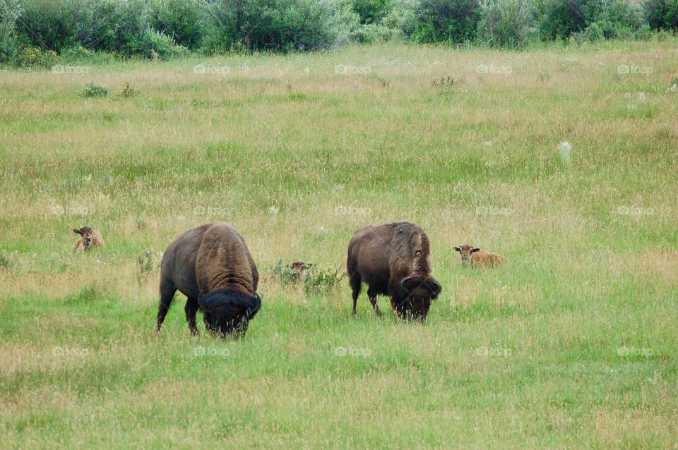 Buffalo And Babies