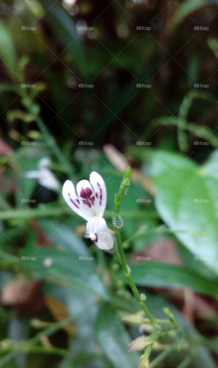 Small Flower