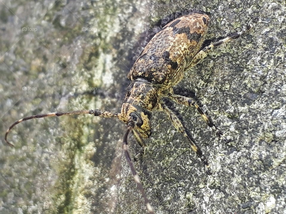 long-horn beetle