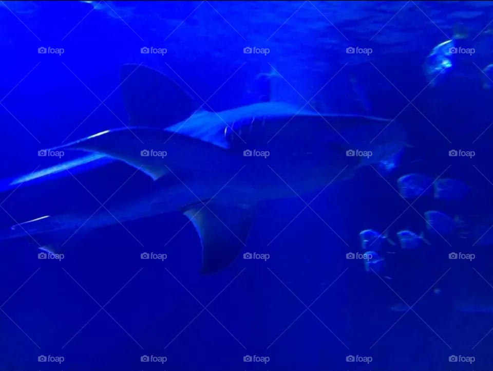 oceanografic