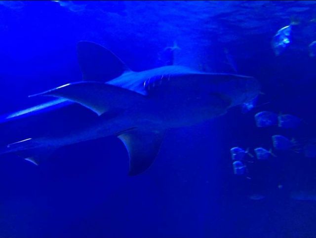 oceanografic