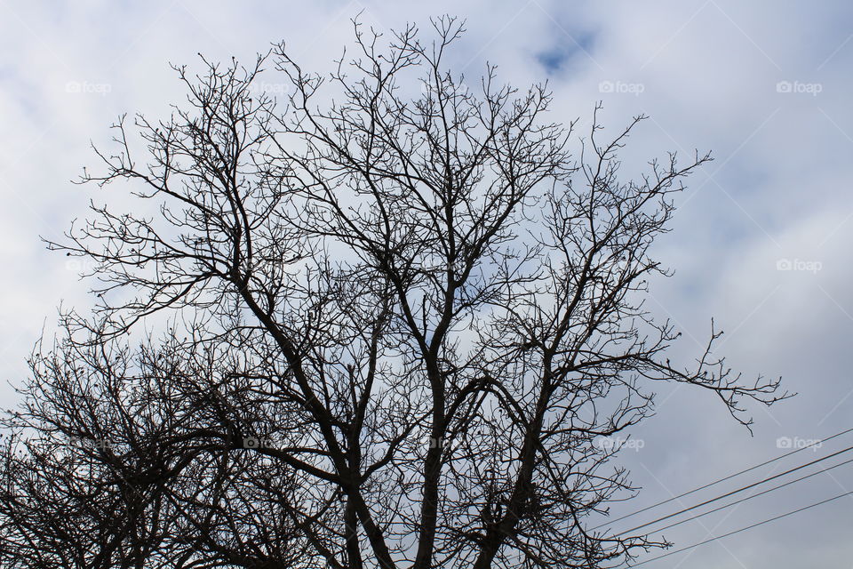 Tree silhouettes in winter