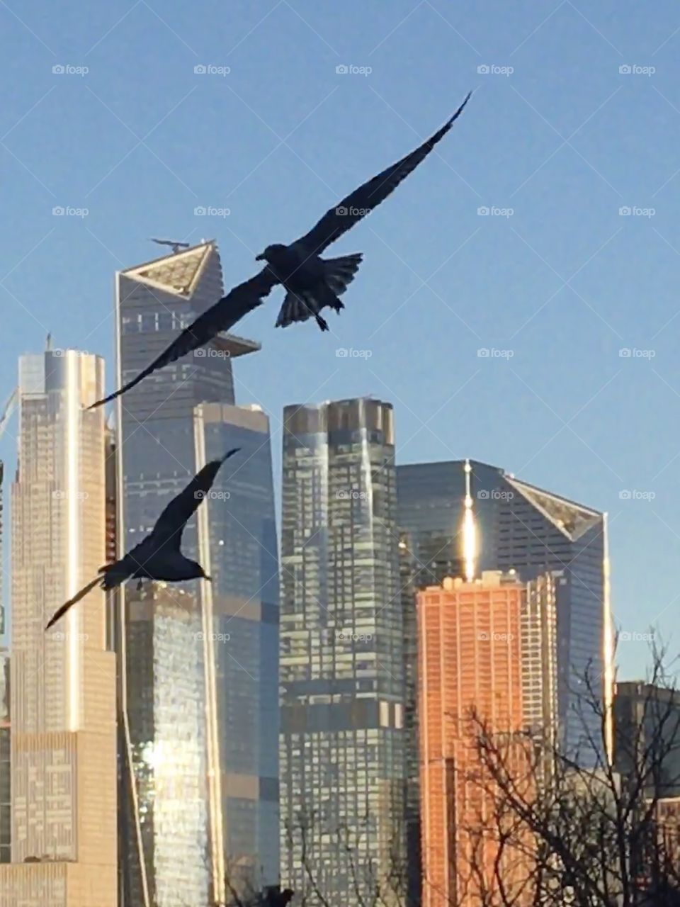 Two seagulls soaring with Manhattan skyline  background 