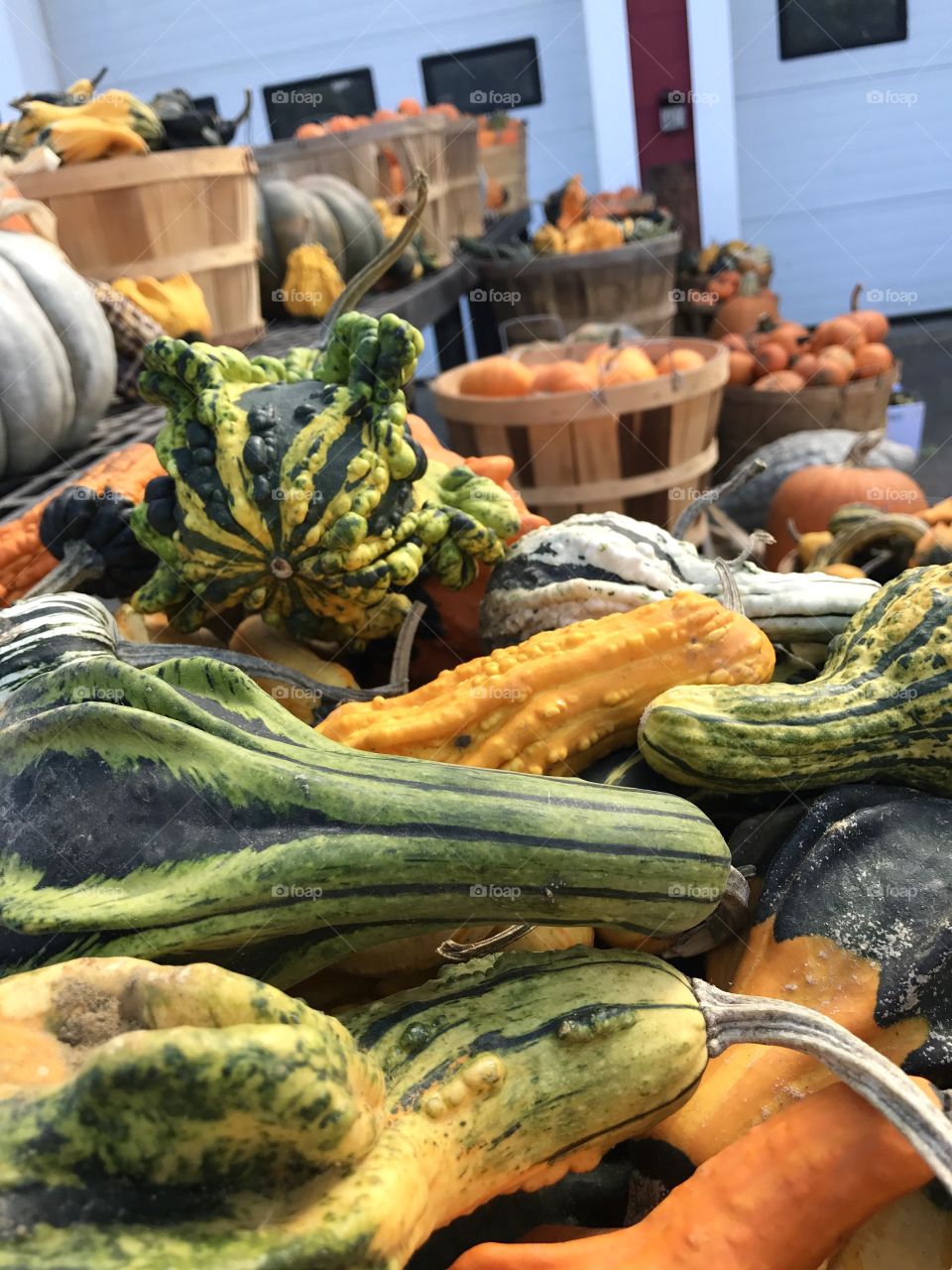 Harvest fall festivals with orange and green vegetables!