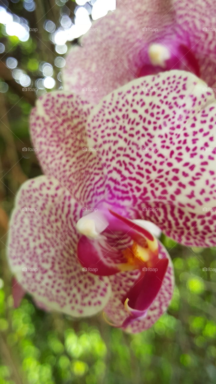 orchid