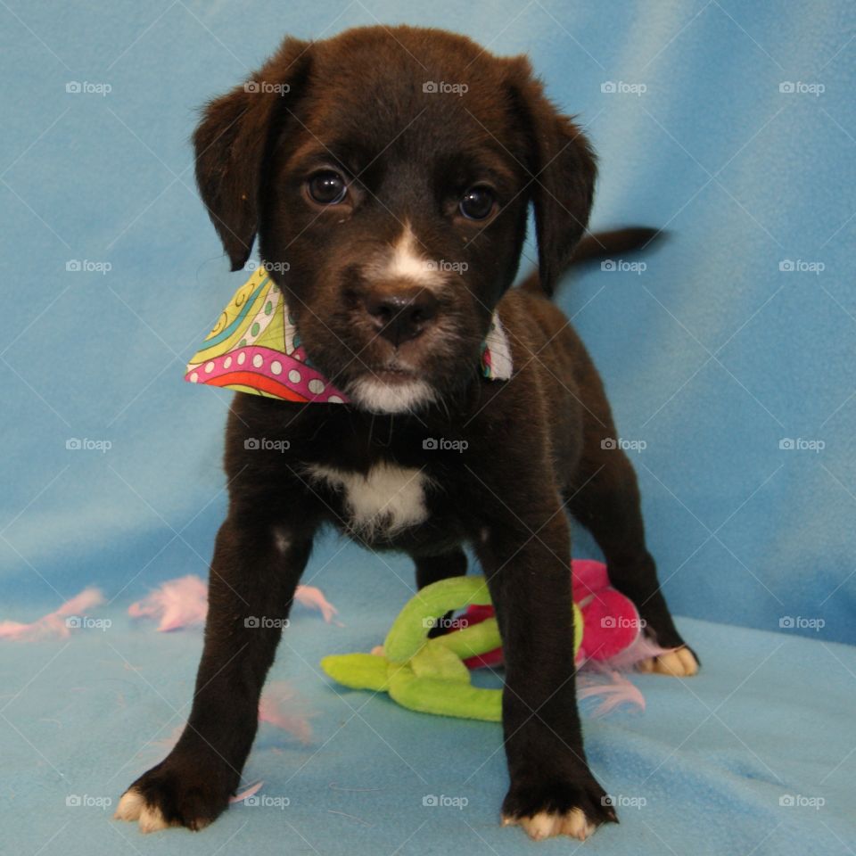 Sweet puppy at the shelter!