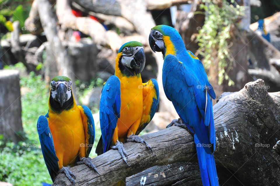 Parrot, Bird, Macaw, Tropical, Zoo