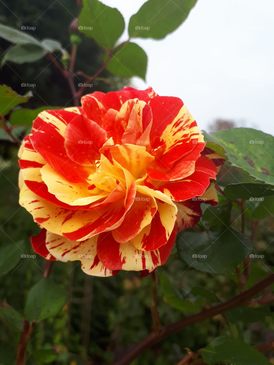 Orange And Yellow Rose Flower