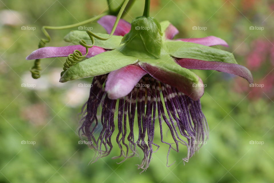 Passion Flower. Leu Gardens